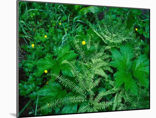 Raindrops on buttercups (Ranunculus) and Sword Fern (Polystichum munitum), Columbia River Gorge...-null-Mounted Photographic Print