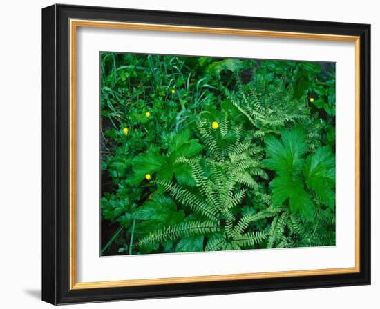 Raindrops on buttercups (Ranunculus) and Sword Fern (Polystichum munitum), Columbia River Gorge...-null-Framed Photographic Print