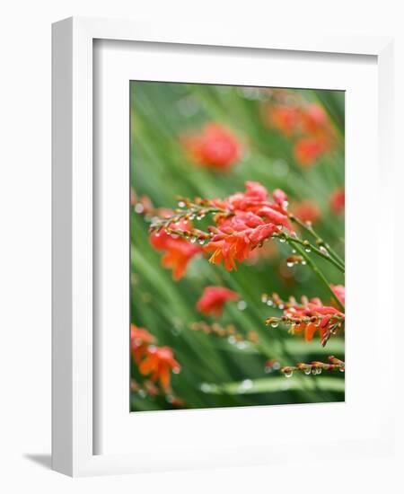 Raindrops on crocosmia x crocosmiiflora, or red king-Clive Nichols-Framed Photographic Print