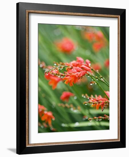 Raindrops on crocosmia x crocosmiiflora, or red king-Clive Nichols-Framed Photographic Print