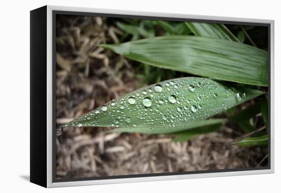 Raindrops on Leaf Machu Picchu Peru-null-Framed Stretched Canvas