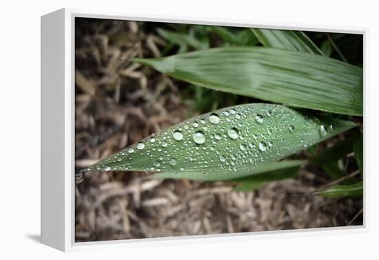 Raindrops on Leaf Machu Picchu Peru-null-Framed Stretched Canvas