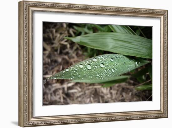 Raindrops on Leaf Machu Picchu Peru-null-Framed Photo