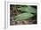 Raindrops on Leaf Machu Picchu Peru-null-Framed Photo