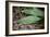 Raindrops on Leaf Machu Picchu Peru-null-Framed Photo