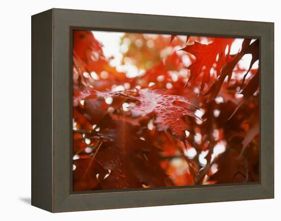 Raindrops on Oak Leaves-Gary Conner-Framed Premier Image Canvas