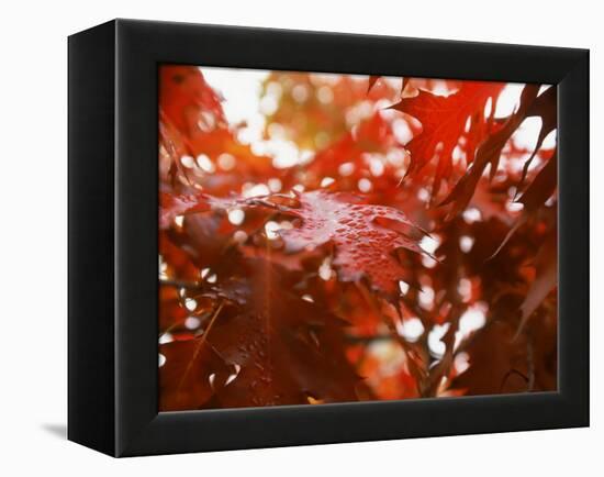 Raindrops on Oak Leaves-Gary Conner-Framed Premier Image Canvas