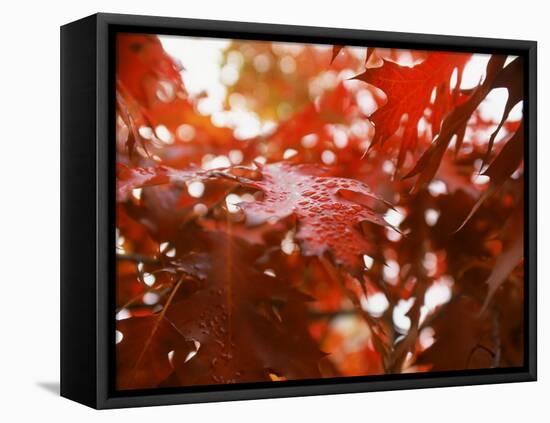 Raindrops on Oak Leaves-Gary Conner-Framed Premier Image Canvas