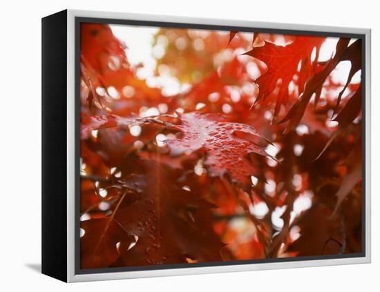 Raindrops on Oak Leaves-Gary Conner-Framed Premier Image Canvas