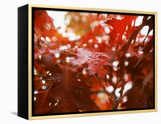 Raindrops on Oak Leaves-Gary Conner-Framed Premier Image Canvas