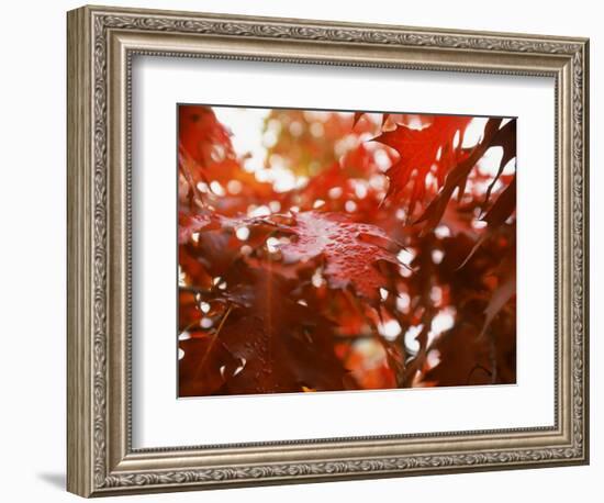 Raindrops on Oak Leaves-Gary Conner-Framed Photographic Print