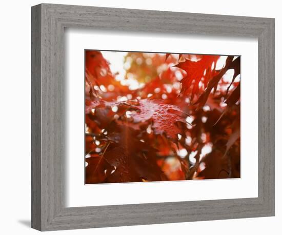 Raindrops on Oak Leaves-Gary Conner-Framed Photographic Print