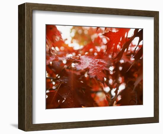 Raindrops on Oak Leaves-Gary Conner-Framed Photographic Print