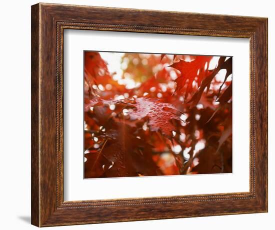 Raindrops on Oak Leaves-Gary Conner-Framed Photographic Print