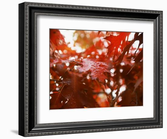 Raindrops on Oak Leaves-Gary Conner-Framed Photographic Print