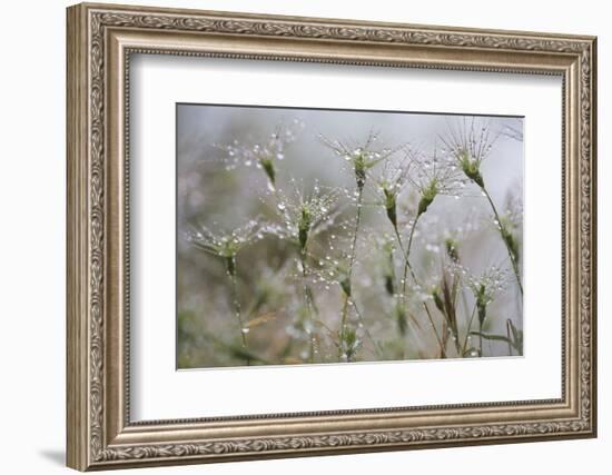 Raindrops on Ovate Goat Grass (Aegilops Geniculata) Monte Titano, San Marino, May 2009-Möllers-Framed Photographic Print