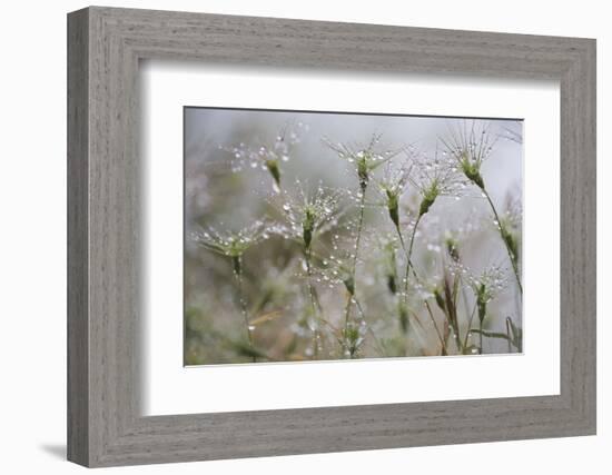 Raindrops on Ovate Goat Grass (Aegilops Geniculata) Monte Titano, San Marino, May 2009-Möllers-Framed Photographic Print