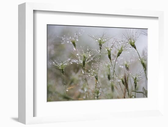 Raindrops on Ovate Goat Grass (Aegilops Geniculata) Monte Titano, San Marino, May 2009-Möllers-Framed Photographic Print