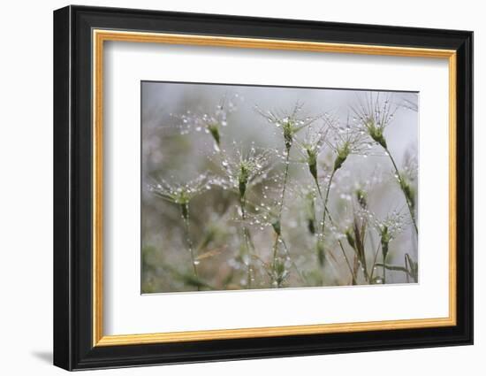 Raindrops on Ovate Goat Grass (Aegilops Geniculata) Monte Titano, San Marino, May 2009-Möllers-Framed Photographic Print