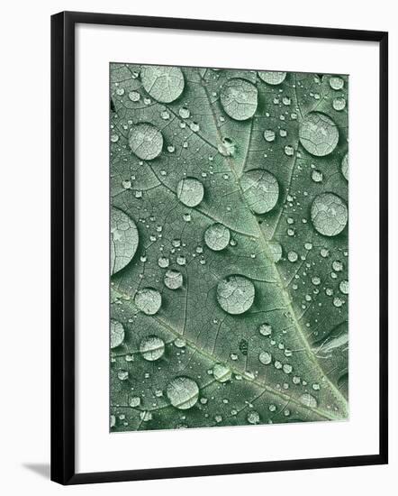 Raindrops on Red Maple Leaf, New York, USA-Charles Gurche-Framed Photographic Print