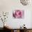 Raindrops & Roses I-Monika Burkhart-Photo displayed on a wall
