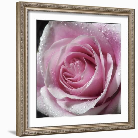 Raindrops & Roses III-Monika Burkhart-Framed Photo