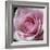 Raindrops & Roses III-Monika Burkhart-Framed Photo