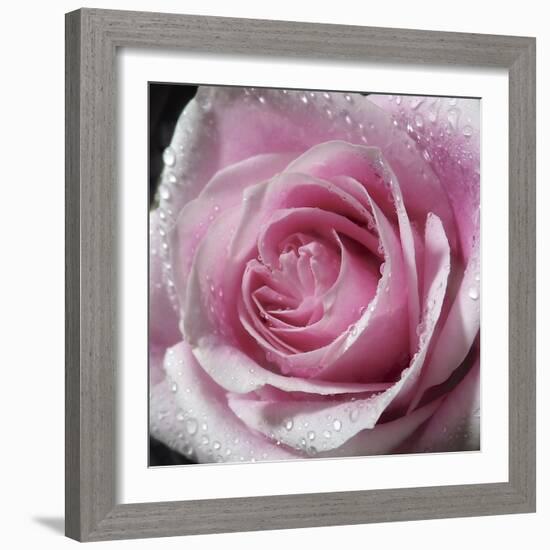 Raindrops & Roses III-Monika Burkhart-Framed Photo