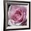 Raindrops & Roses III-Monika Burkhart-Framed Photo