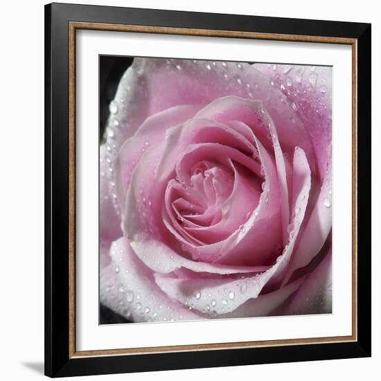 Raindrops & Roses III-Monika Burkhart-Framed Photo