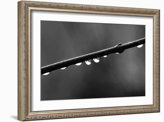 Raindrops-Ursula Abresch-Framed Photographic Print