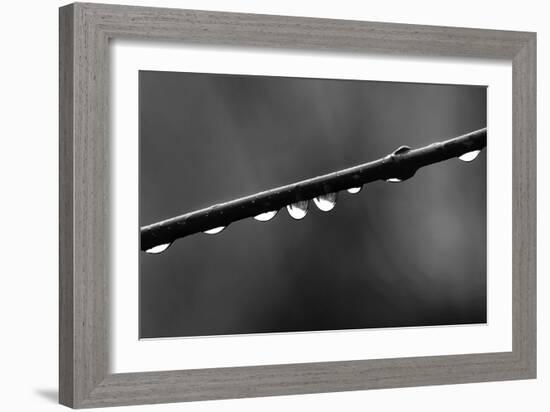 Raindrops-Ursula Abresch-Framed Photographic Print