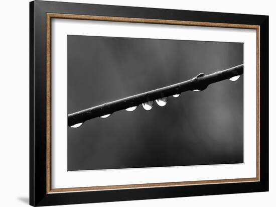 Raindrops-Ursula Abresch-Framed Photographic Print