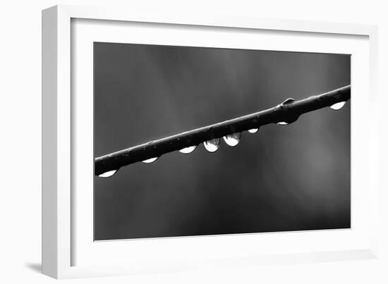 Raindrops-Ursula Abresch-Framed Photographic Print