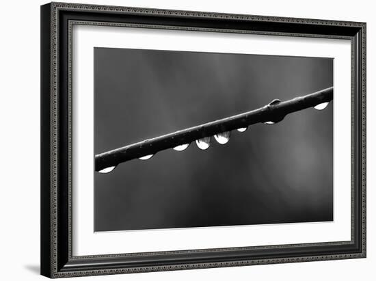 Raindrops-Ursula Abresch-Framed Photographic Print