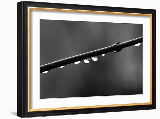 Raindrops-Ursula Abresch-Framed Photographic Print