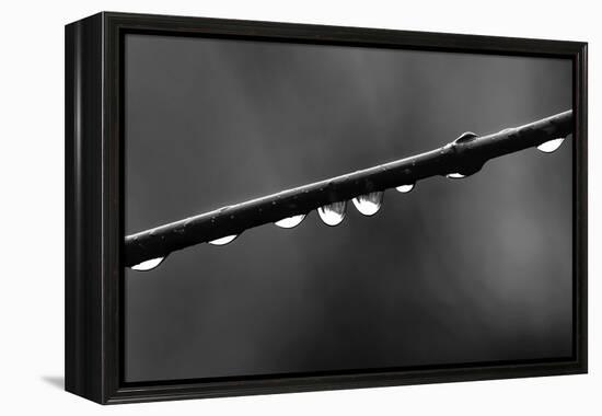 Raindrops-Ursula Abresch-Framed Premier Image Canvas