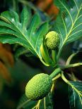 Breadfruit tree on Jamaica-Rainer Hackenberg-Photographic Print