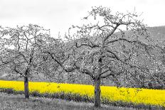 Oilseed Rape Fields-Rainer Maria-Framed Photographic Print