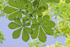 Low Angle View of Chestnut Tree (Aesculus) Leaves-Rainer Mirau-Photographic Print