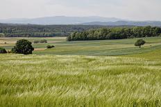 Tree in an Unmown Field with a Hill in the Background in Southern Burgenland, Austria-Rainer Schoditsch-Framed Photographic Print