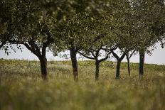 Tree in an Unmown Field with a Hill in the Background in Southern Burgenland, Austria-Rainer Schoditsch-Framed Photographic Print