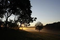 Tree in an Unmown Field with a Hill in the Background in Southern Burgenland, Austria-Rainer Schoditsch-Framed Photographic Print