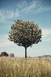 Tree in an Unmown Field with a Hill in the Background in Southern Burgenland, Austria-Rainer Schoditsch-Framed Photographic Print