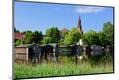 Photographic Print
