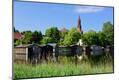 Photographic Print