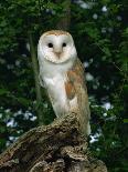 Barn Owl, Warwickshire, England, United Kingdom, Europe-Rainford Roy-Photographic Print
