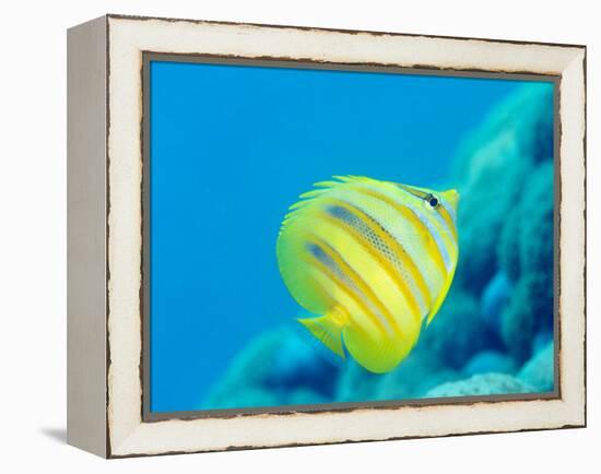 Rainford's Butterflyfish (Chaetodon Rainfordi), Cairns, Queensland, Australia, Pacific-Louise Murray-Framed Premier Image Canvas