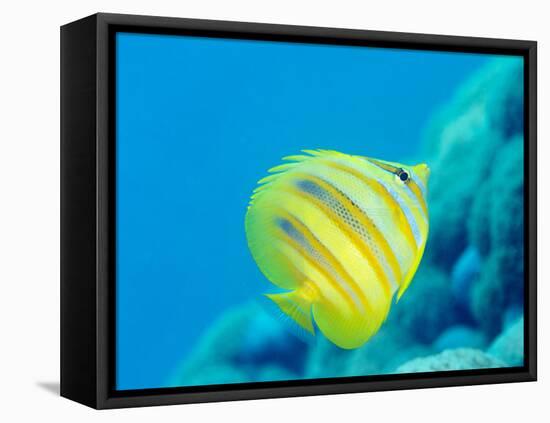 Rainford's Butterflyfish (Chaetodon Rainfordi), Cairns, Queensland, Australia, Pacific-Louise Murray-Framed Premier Image Canvas