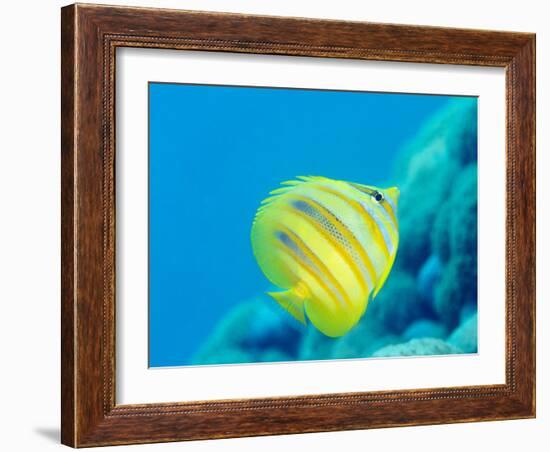 Rainford's Butterflyfish (Chaetodon Rainfordi), Cairns, Queensland, Australia, Pacific-Louise Murray-Framed Photographic Print